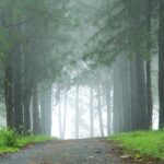 pine forest-vagmon